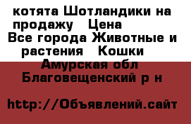 котята Шотландики на продажу › Цена ­ 5 000 - Все города Животные и растения » Кошки   . Амурская обл.,Благовещенский р-н